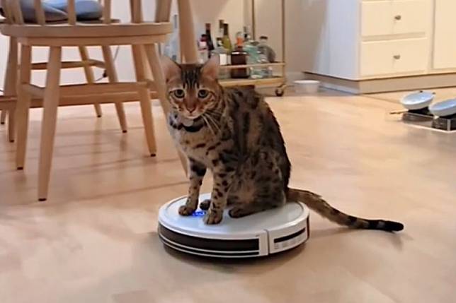 貓咪搭上掃地機器人，在家中組織了一趟「皇城巡禮」，網友直喊：「威～武～」。（圖／Instagram：thehungriestbengals）