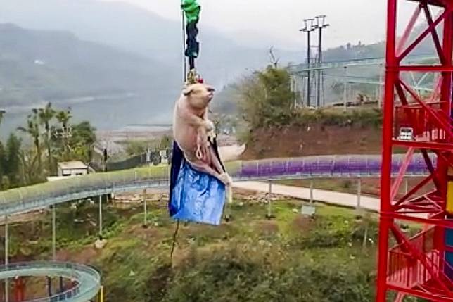 A theme park in southwest China celebrated the opening of its bungee jump by pushing a live pig off a 70-metre platform. Photo: Weibo