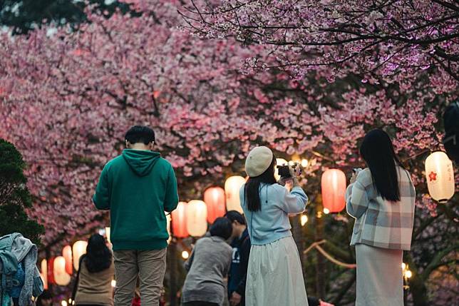 「2025花見櫻花季」從今天（22日）起至2月2日將於淡水天元宮浪漫開展。（翻攝自賞花快報臉書）