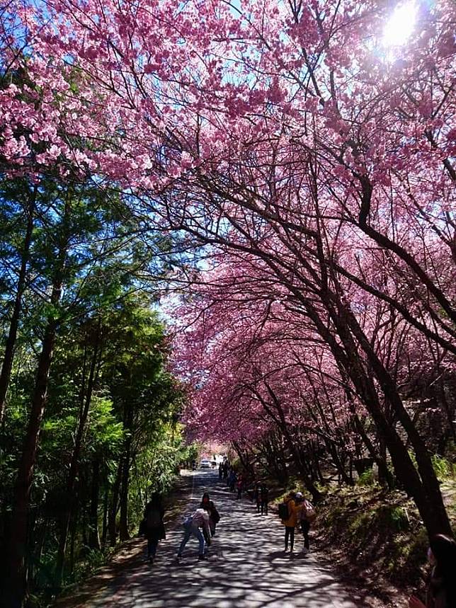 武陵農場櫻花季。（中華旅行社提供）