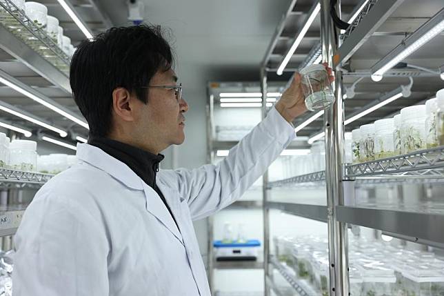 Yan Jianbin, a researcher at the Agricultural Genomics Institute at Shenzhen (AGIS) under the Chinese Academy of Agricultural Sciences (CAAS), observes the growth of a Taxus seedling in a lab at the AGIS in Shenzhen, south China's Guangdong Province, Jan. 26, 2024. (AGIS/Handout via Xinhua)