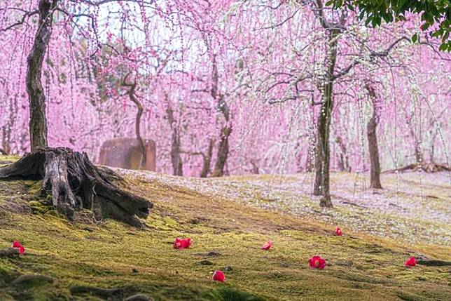 春季花海追起來！京都千年神社的枝垂梅和山茶花一次賞個夠