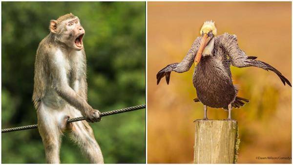 今年搞笑動物攝影獎有42張照片入圍。（圖片來源／翻攝自Comedywildlifephoto網站）