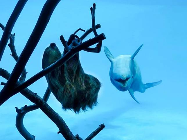 開放淡定樹懶在水族館四處睡　好奇海豚「嗨翻」打招呼：你素隨？ 動物奇觀  寵鮮聞