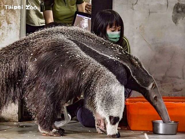 大食蟻獸「口袋莎」超音波產檢／動物園提供