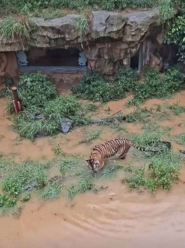 新竹市區今天因強降雨到處淹水，連動物園內的老虎也幾泡在水裡，棲地也慘不忍睹。(讀者提供)