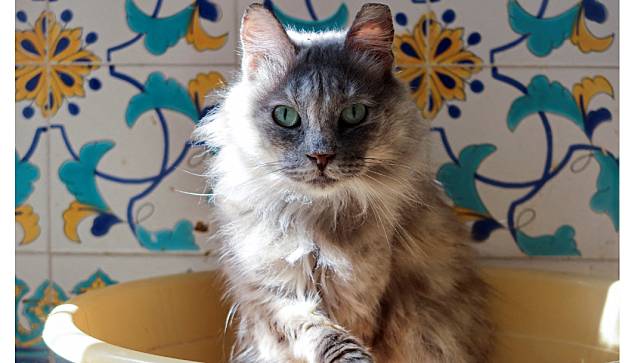 突尼西亞一處貓咪收容所中的貓，與本文無關。路透社