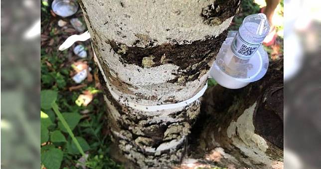 本土種「疣胸琉璃蟻」大爆發入侵花蓮民宅　動植物防疫所回應