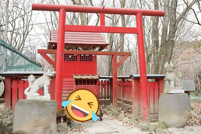 稻荷神社前「2神使」玩相撲！網笑︰在爭豆皮壽司？