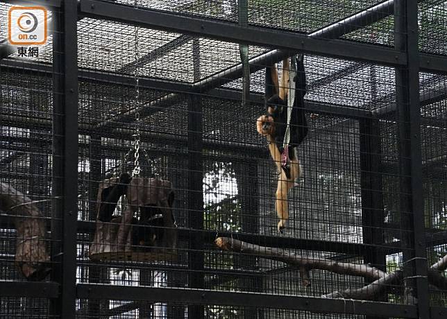 香港動植物公園接二連三有猴子死亡。