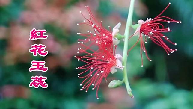 紅花玉蕊（康文＋＋＋facebook片段截圖）