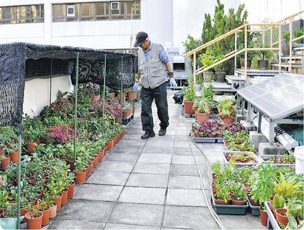 退而不休——花王李景華退休後，仍積極打理屯門仁愛堂的天台園圃，又教授種植技巧，為的是年輕人能感受到園藝樂趣。（受訪者提供）