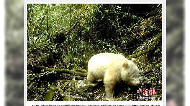 中國大陸近日發現1隻白色的熊貓。圖／翻攝自「中新網」