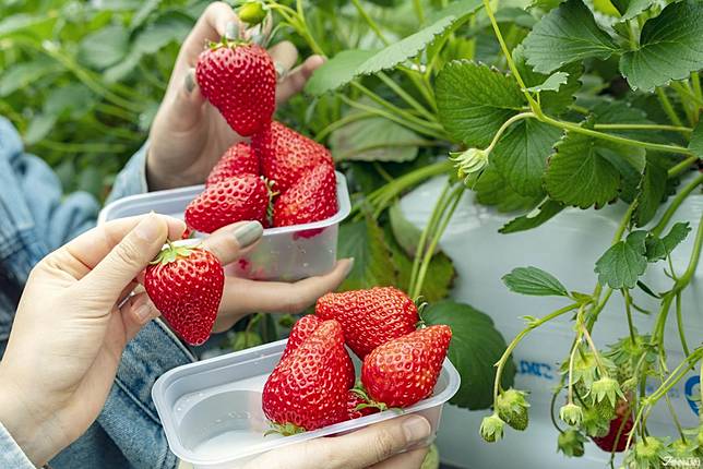 
<p>每次到了春天，來日本最重要的事之一就是「草莓」！比起買草莓來吃吃，直接到草莓園邊採邊吃到飽一定是更過癮啦，在濱名湖附近一帶有許多可以採果的園區，從12月開始到5中旬都是適合採草莓的時機，邊採邊吃實在太幸福～除了草莓外，這裡也有櫻桃可以採收唷！</p><p>
</p><p>
<b>▶アグリス浜名湖</b></p><p>
  地址：静岡県浜松市西区平松町2014-1</p><p>
  營業時間：09:00 - 16:00，12月29.30,31為公休</p><p>
  入場費用：（小學生以上）</p><p>
  ・12月中旬～1月6日：1800</p><p>
  ・ 1月7日～3月31日：1600</p><p>
  ・ 4月1日～ 5月上旬：1200</p><p>
</p><p>
  <a href=