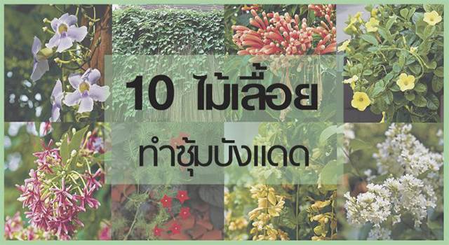 10 ไม้เลื้อย ที่ให้คุณนำมาทำซุ้มบังแดด คลายร้อนและยังสวยงาม