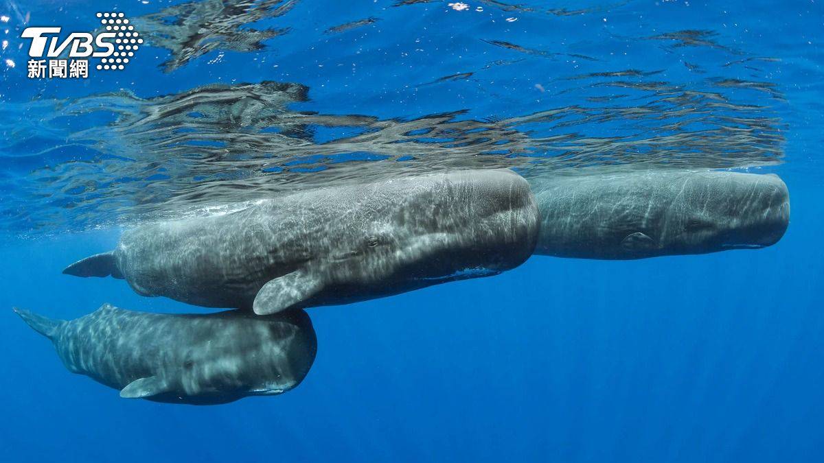 瀕危塞鯨重現鯨魚說話植物吶喊科研明證| TVBS | LINE TODAY