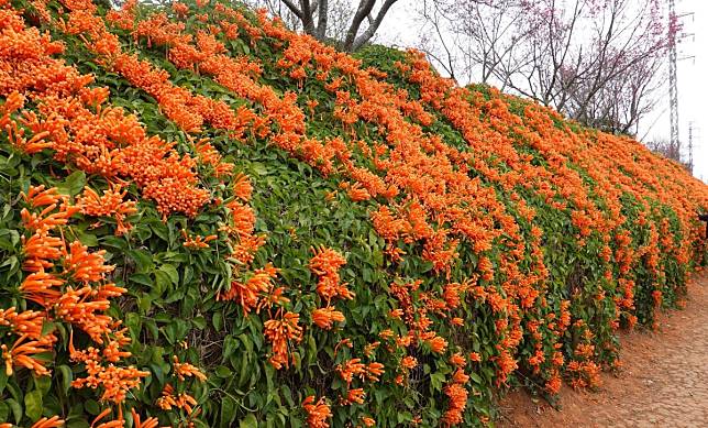 苗栗銅鑼鄉環保公園的炮仗花海，400公尺炮仗花相當壯觀。（圖：民眾提供）