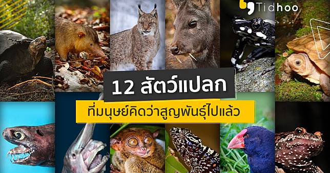 สัตว์แปลก 12 ชนิด ที่มนุษย์เคยคิดว่าสูญพันธ์ุไปแล้ว แต่จริง ๆ แล้วมันยังอยู่