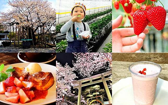 來日本不要只會看櫻花！栃木縣「採草莓」打卡享半小時吃到飽！