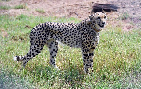 印度總理莫迪17日在庫諾國家公園放生納米比亞運來的非洲獵豹。路透社