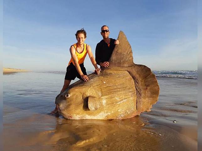 比汽車還重的翻車魚 陳屍澳洲海邊