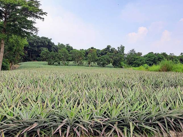 依作物生產特性及易受天然災害影響情形，國內針對鳳梨等農作物開辦區域收穫型保單。（記者羅玉如攝）