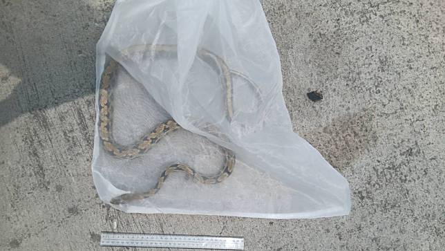 高雄農業部在楠梓區找到一條1.2米長的台灣黑眉錦蛇。農業部提供