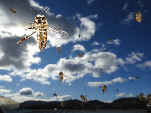 © Shawn Lawrence / Beaker Street Science Photography Prize