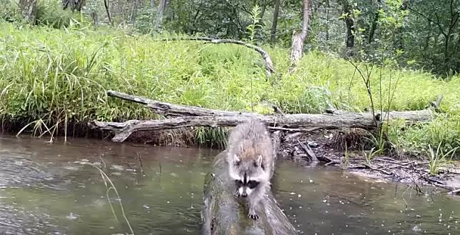 圖片截取自Bush's Pennsylvania Wildlife Camera