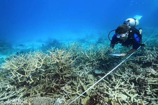 2016年10月，科學家正在查看大堡礁北段的珊瑚死亡情況（AP）