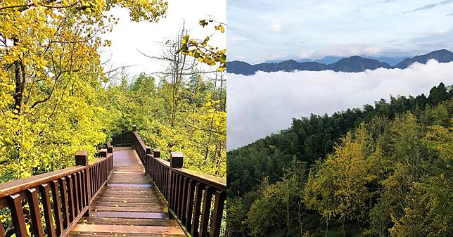 2022全台5大「銀杏森林」景點推薦！武岫農圃黃金雨隱身雲海仙境、大崙山觀光茶園金黃花海規模最大