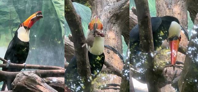 民眾在台北市立動物園目擊大巨嘴鳥口叼一隻體型不小的老鼠，場面令現場遊客感到震撼擔憂。（翻攝自Threads/panda.bao.tw）