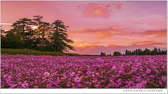波斯菊花海配上夕陽美景可說是福壽山農場秋天經典畫面。   圖：翻攝自福壽山農場官網