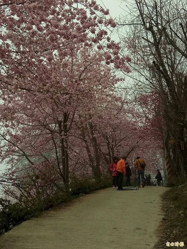 北橫櫻花盛開七成，吸引不少遊客上山賞花。(記者許倬勛攝)