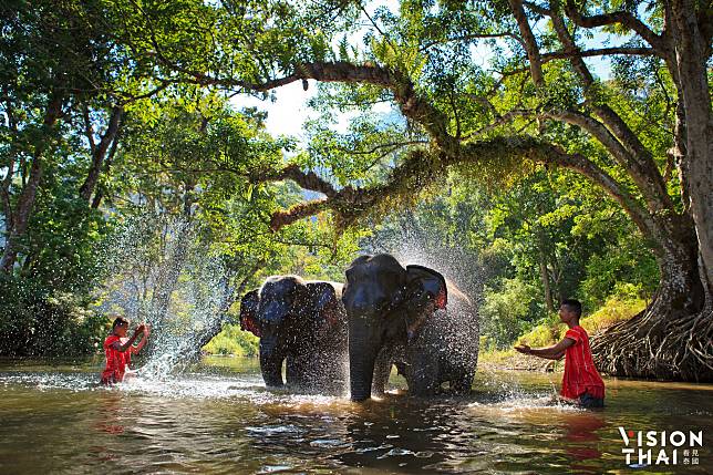 泰國人人騎大象？「泰國大象」這4件事必知