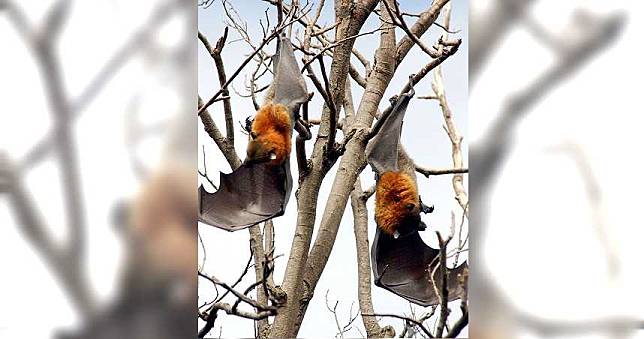 澳洲野火燒不完　母被迫棄子2000隻小狐蝠活活餓死