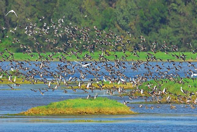 雲嘉南濱海國家風景區之「廢棄鹽田變身鳥類天堂，找回在地居民的希望」計畫，獲選全球綠色目的地百大故事獎之一。（觀光署／提供）