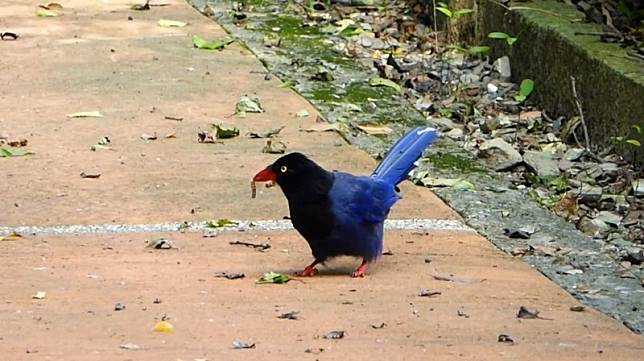 奧萬大的台灣藍鵲尖喙上叼著毛毛蟲。(南投林管處提供)