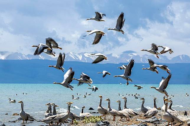 This photo taken on May 24, 2024 shows bar-headed geese near Qinghai Lake in northwest China's Qinghai Province. (Photo by Yang Tao/Xinhua)
