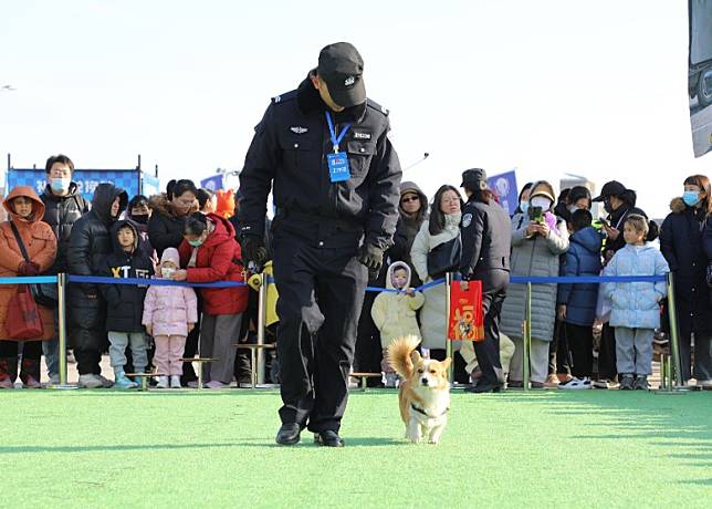 哥基警犬「福仔」在開放日亮相期間，與訓導員互動。（中新社圖片）