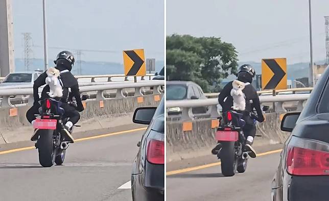 重機騎士以寵物背帶背著博美犬在快速道路奔馳，遭網友砲轟是為了博眼球吸流量，根本是虐狗。Threads網友提供