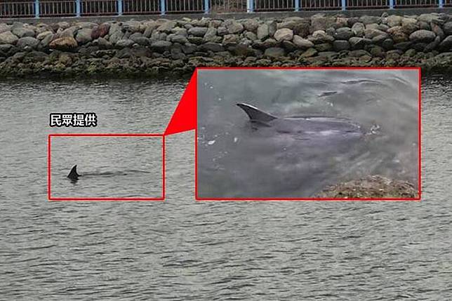 飛旋海豚游進大鵬灣。(民眾提供；本報合成)