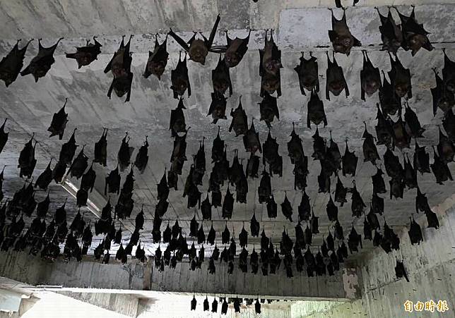 彰化市四面佛寺上千隻台灣葉鼻蝠倒吊棲息，日前大地震來襲密密麻麻的蝙蝠劇烈搖晃如吊燈，卻沒有任何1隻墜落，相當神奇。(記者湯世名攝)