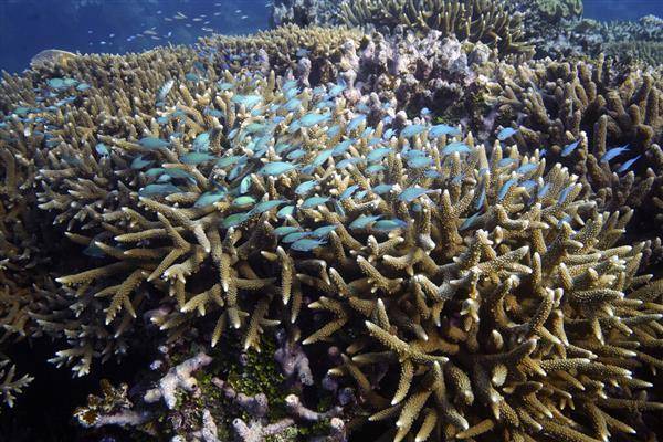 澳洲東部昆士蘭州外海的珊瑚礁，圖為2022年11月。路透社