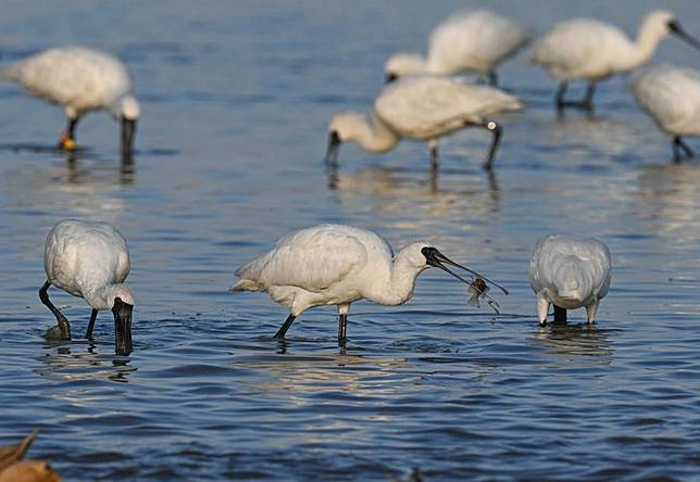 A flock of black-faced spoonbills forage at a wetland in Danzhou, south China's Hainan Province, Jan. 13, 2025. (Xinhua/Pu Xiaoxu)