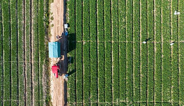 An aerial drone photo taken on Sept. 23, 2024 shows farmers working in northwest China's Ningxia Hui Autonomous Region. (Xinhua/Yang Zhisen)