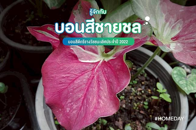 รู้จักกับบอนสีชายชล บอนสีดีกรีรางวัลชนะเลิศประจำปี 2022 01