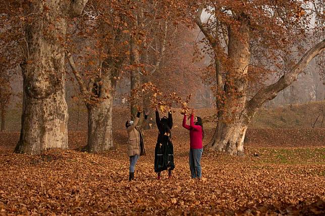 People play with chinar leaves amid autumn scenery at Nishat garden in Srinagar city, the summer capital of Indian-controlled Kashmir, Nov. 24, 2021. (Xinhua/Javed Dar)