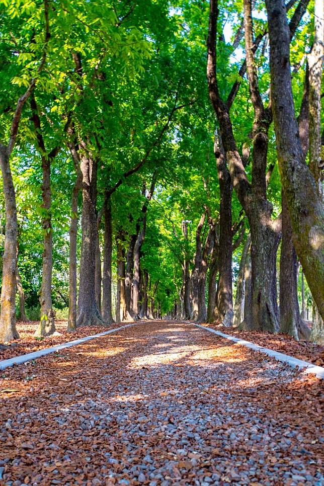 茂管處新威森林公園擁有全長二公里的桃花心木步道，散步其間充滿詩情畫意，是春節連假好去處。（記者鄭伯勝攝）