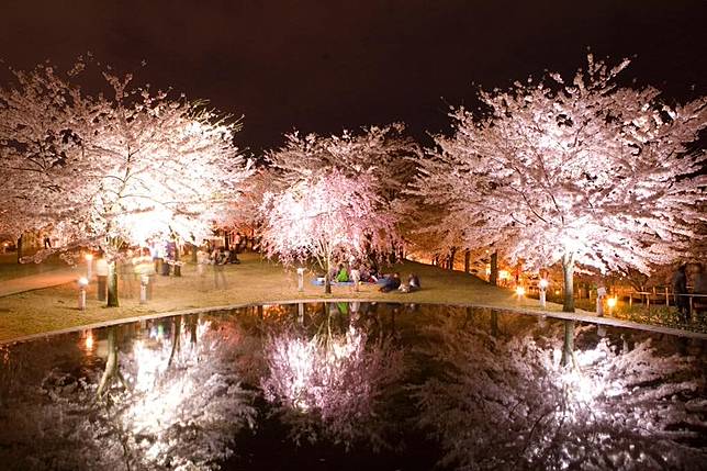 新潟桜：空中公園